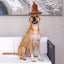 Bark Sorting Hat