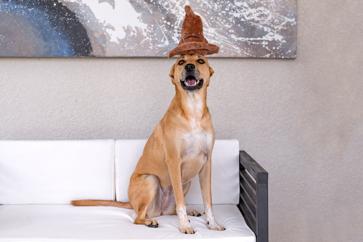 Bark Sorting Hat
