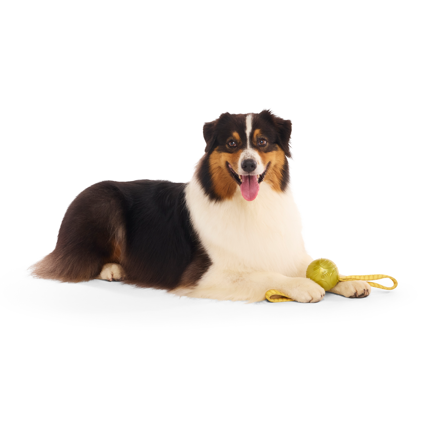 Bark The Golden Snitch