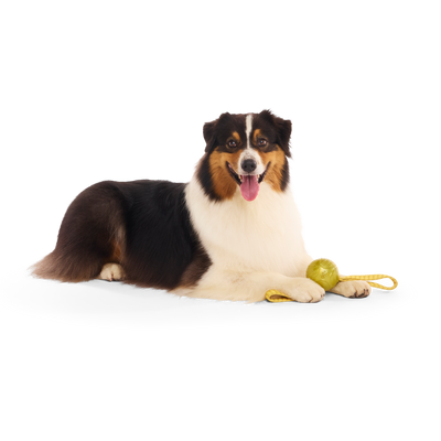 Bark The Golden Snitch