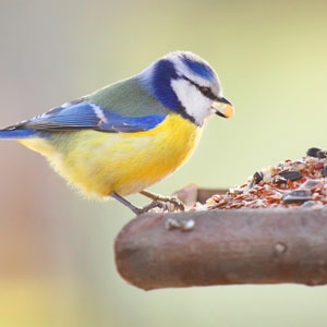 Wild Bird Tables